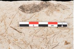 Foto (Detailansicht) von Hypnum sagorianum Ettingshausen (NHMW-GEO-2024-0188-6739)